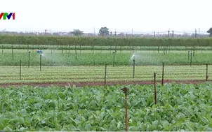 Rau củ hạ nhiệt nhờ nguồn cung dồi dào 