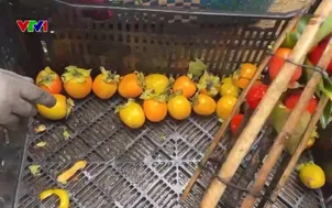 Ngày mới tại vùng làm hồng treo gió Đà Lạt