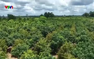 Minh bạch truy xuất nguồn gốc giữ thị trường xuất khẩu