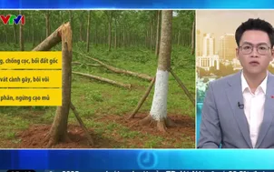 Bản tin thời tiết 5h30 - 08/11/2025