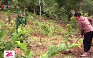 Lạng Sơn nhân rộng mô hình vườn cây ăn quả bảo vệ biên giới