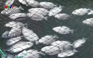 Đắk Lắk: Cá chết hàng loạt trên Đầm Cù Mông sau bão