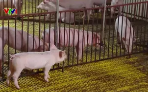 Nông nghiệp tái thiết sau bão lũ