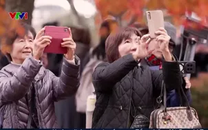 Phú Sĩ mùa lá đỏ - Biểu tượng vào thu của Nhật Bản