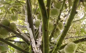 Số hóa bản đồ Cadimi để kiểm soát vùng trồng