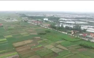 Phục hồi sản xuất nông nghiệp sau bão