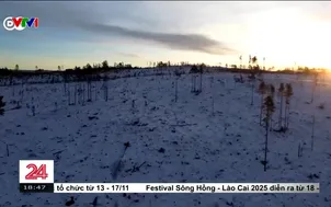 Nghịch lý ở các khu rừng Châu Âu