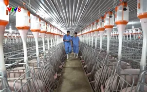 Nông nghiệp xanh: Khôi phục và phát triển đàn heo