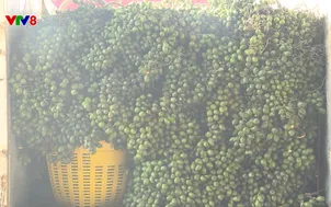 Tây Nguyên hôm nay: Đắk Lắk đẩy mạnh xây dựng nông thôn mới (22/11/2025)