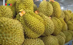 Nông nghiệp xanh: Sản xuất sầu riêng theo hướng nông nghiệp bền vững (22/11/2025)