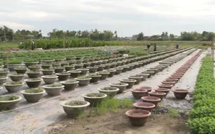 Nông dân Đà Nẵng nỗ lực khôi phục sản xuất