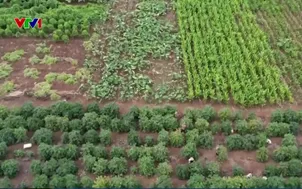 Giá cà phê cao nhất từ trước đến nay