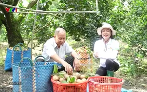 Ngày mới chăm sóc hồng xiêm 