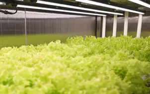 Trang trại thông minh trên tàu