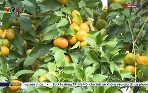 Áp dụng công nghệ nâng cao giá trị cây có múi