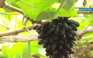 Giải pháp ổn định thị trường trái cây đặc sản sau lũ