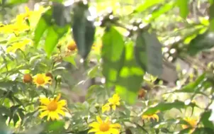 Người trẻ giữ hương vị cà phê lâu đời