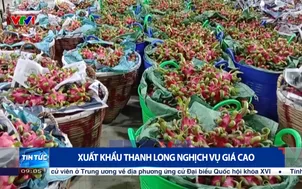 Xuất khẩu thanh long nghịch vụ giá cao