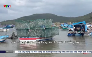 Nỗ lực phục hồi nguồn tôm hùm xuất khẩu