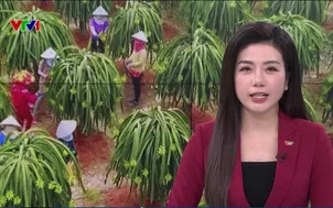 Giữ thị trường bền vững bằng thanh long hữu cơ