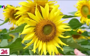 Rực rỡ sắc vàng trên đồi hoa hướng dương lớn nhất Việt Nam