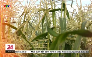 Thách thức với nông nghiệp từ biến đổi khí hậu