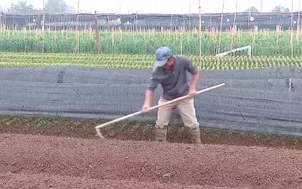 Khó khăn khôi phục hoa sau bão lũ