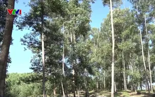 Hiệu quả từ trồng rừng gỗ lớn có chứng chỉ