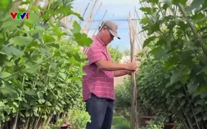 Ngày mới tại làng hoa cúc Tết