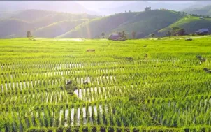 Định vị thương hiệu nông sản Việt trong thương mại toàn cầu