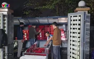 Thu giữ gần 1 tấn rắn hổ mang 