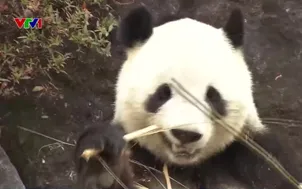 Cơn sốt chia tay gấu trúc ở vườn thú Nhật Bản