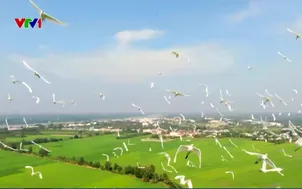 Đề án 1 triệu ha lúa chất lượng cao có hiệu quả