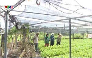 Hà Nội phát triển mạnh nông nghiệp an toàn