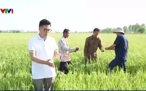 Ngày mới trên cánh đồng lúa cao sản tại Campuchia