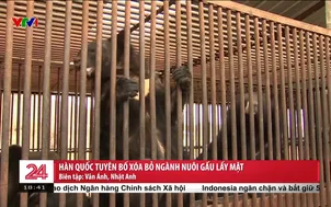 Hàn Quốc tuyên bố xóa bỏ ngành nuôi gấu lấy mật