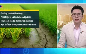 Bản tin thời tiết 5h30 - 31/12/2025