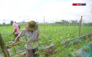 Tái sản xuất sau lũ phục vụ Tết