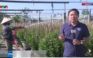 Làng hoa tại Quảng Trị vào vụ Tết