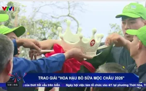 Độc lạ “Hoa hậu bò sữa Mộc Châu 2026” 