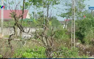 Nỗ lực hồi sinh đào Tết