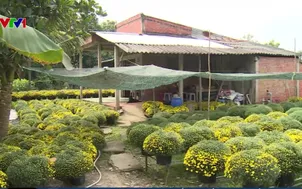 Cúc mâm xôi tết nở hoa sớm 