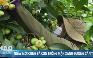 Ngày mới cùng bà con trồng mận xanh đường Cần Thơ