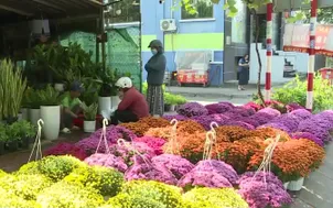 TP. Hồ Chí Minh: Hoa kiểng Tết khởi động mùa kinh doanh