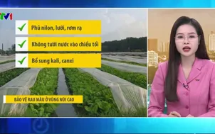 Bản tin thời tiết 5h30 - 08/01/2026