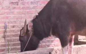 Chủ động chống rét cho gia súc