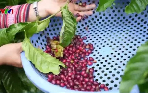 Ngày mới ở vườn cà phê hữu cơ