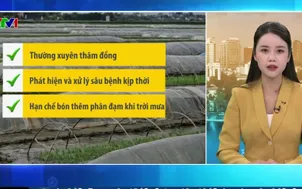 Bản tin thời tiết 5h30 - 09/01/2026