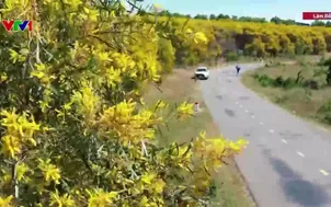 Rực rỡ sắc vàng mùa hoa keo lá tràm