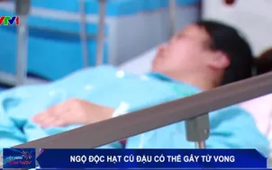 Ngộ độc hạt củ đậu có thể gây tử vong 
